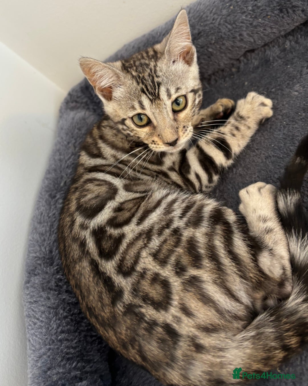 Bengal cats for sale: Stunning TICA registered bengal kittens  in Huntly - Image 11