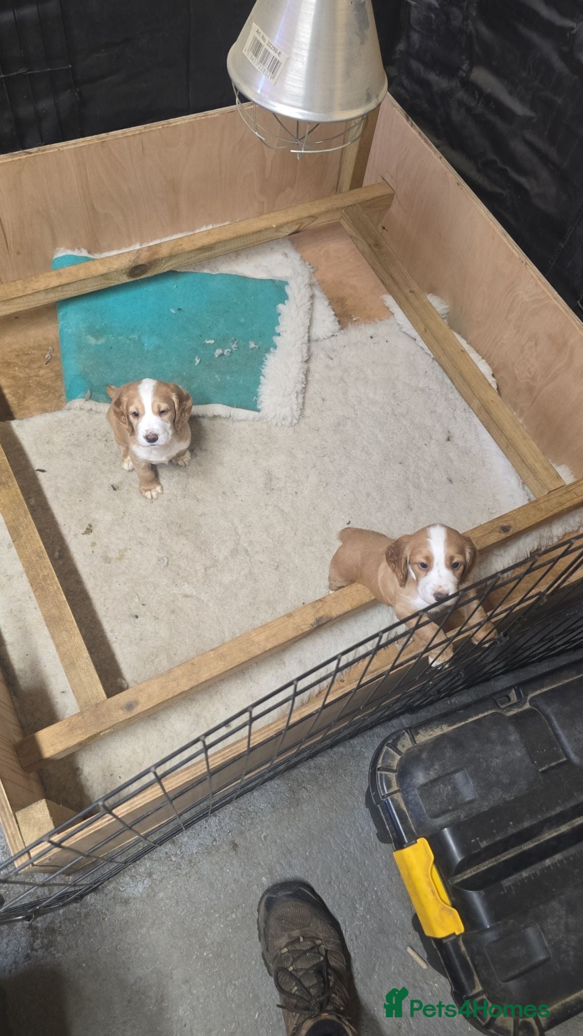 Cocker Spaniel dogs KC Lemon Roan Cocker Spaniel pups - Advert 2