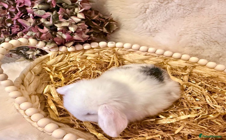 Mini Lop rabbits Mini Lop baby boy Ready now 🏡  - Advert 5