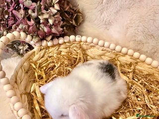 Mini Lop rabbits Mini Lop baby boy Ready now 🏡 - Advert 10