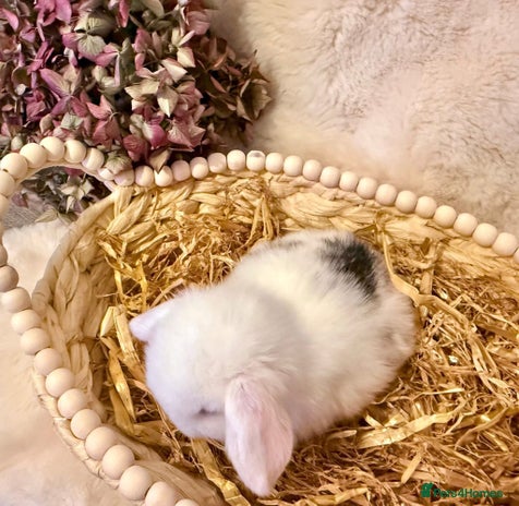 Mini Lop rabbits Mini Lop baby boy Ready now 🏡 - Advert 6
