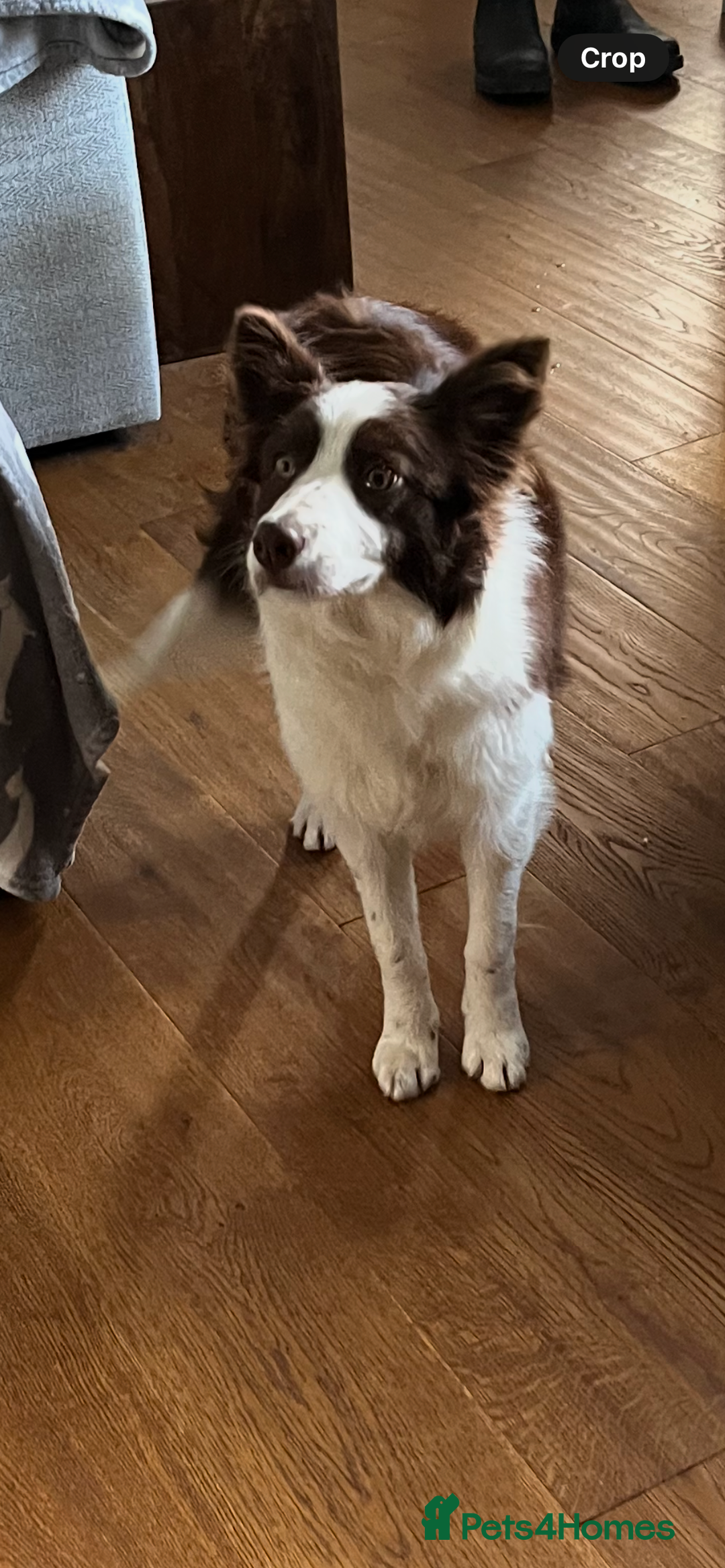 Border Collie dogs for sale: Border collie chocolate & white bitch 6 months old - Advert 1