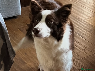 Border Collie dogs Border collie chocolate & white bitch 6 months old - Advert 11