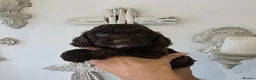 Cockapoo dogs for sale: Stunning extensively health tested cockapoos  - Advert 2