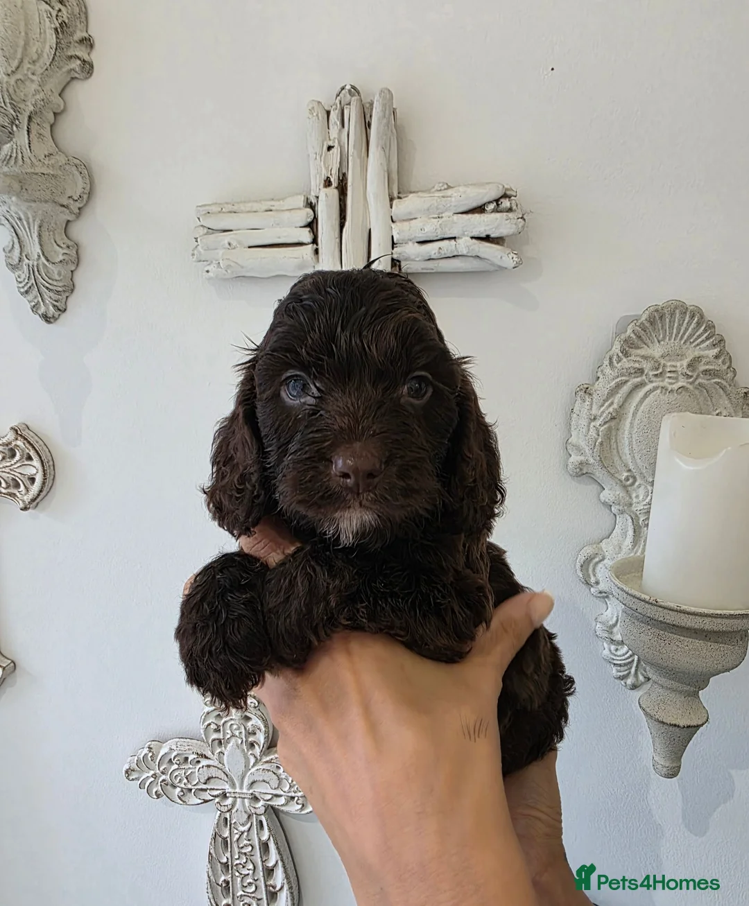 Cockapoo dogs for sale: Stunning extensively health tested cockapoos  - Advert 2
