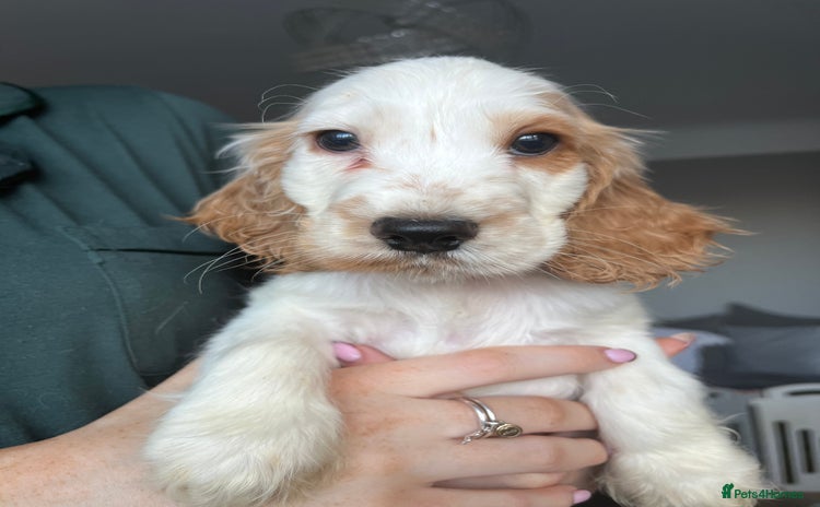 Cocker Spaniel dogs - Advert 2