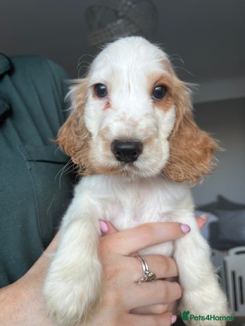 Cocker Spaniel dogs - Advert 2