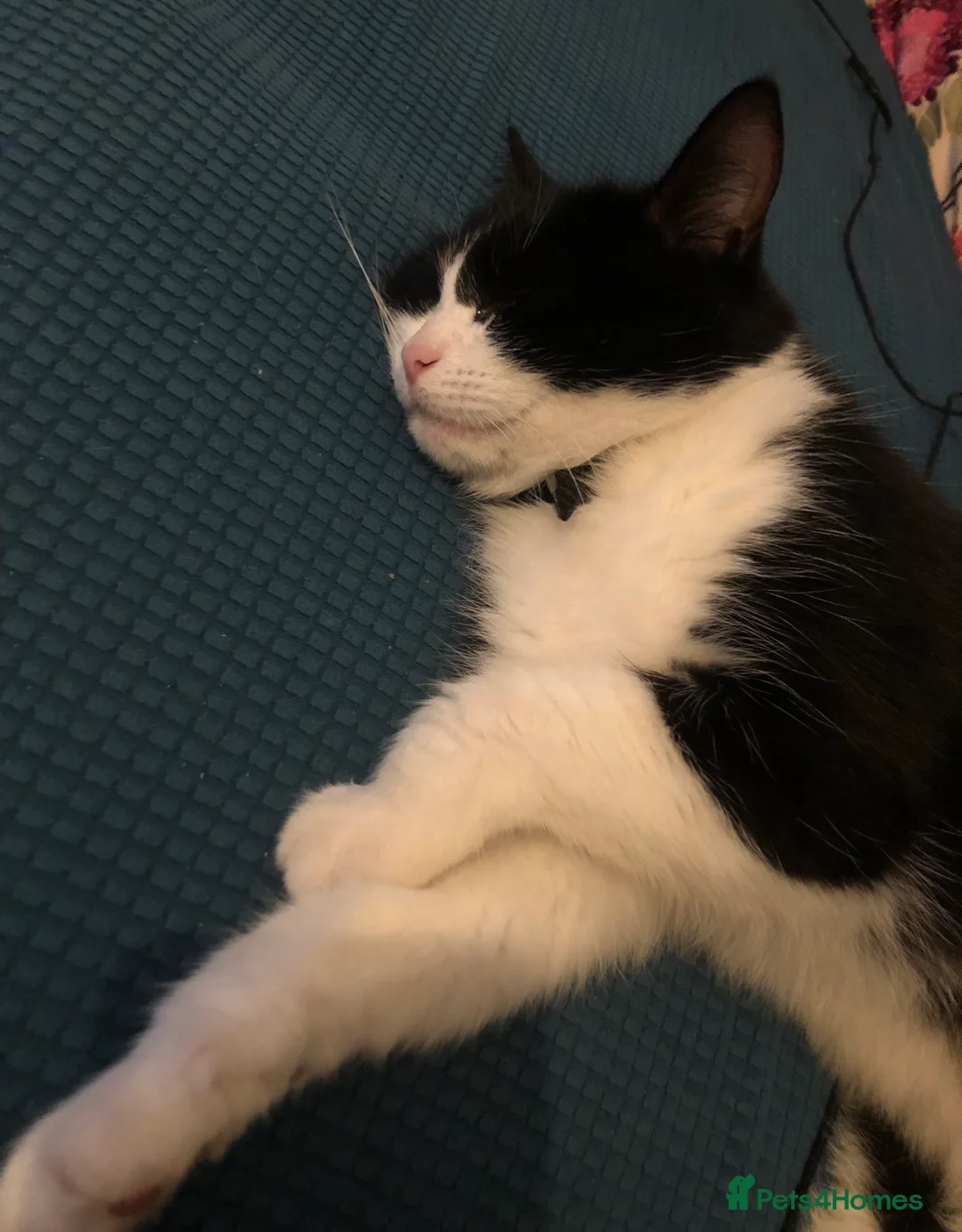 Mixed Breed cats for sale: Loving gentle girl  - Advert 2