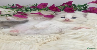 Ragdoll cats 💕GCCF registered ragdoll kittens💕 - Advert 9