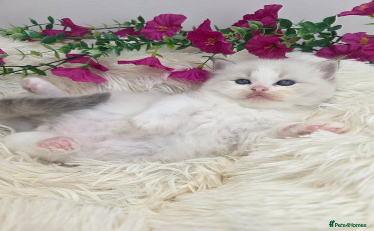 Ragdoll cats - Advert 5