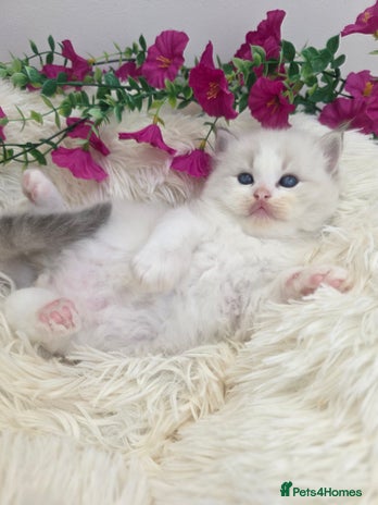 Ragdoll cats - Advert 2