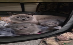 British Shorthair cats for sale: British Shorthair Kittens - 2 girls  - Image 6