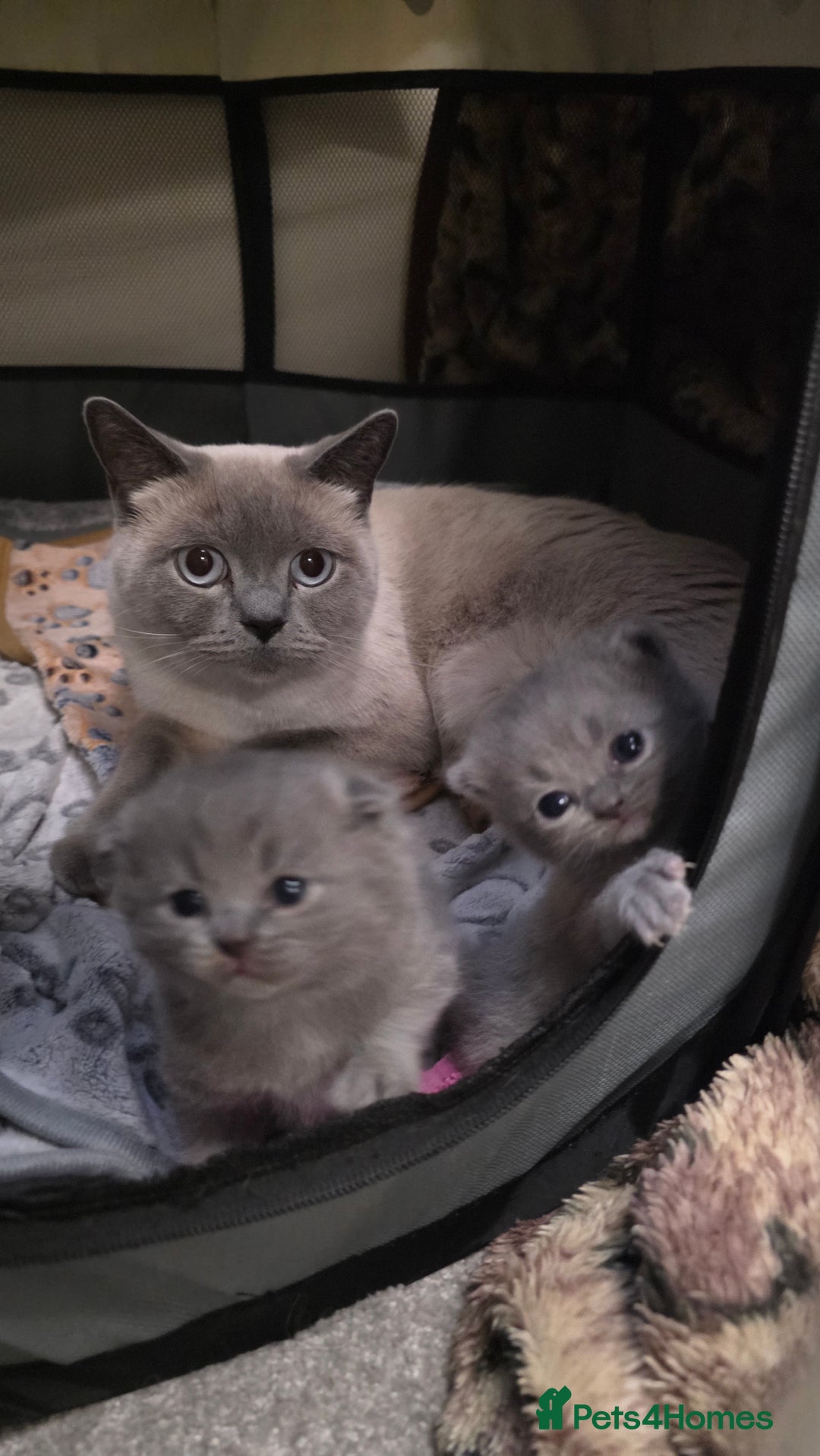 British Shorthair cats for sale: British Shorthair Kittens - 2 girls  - Image 6