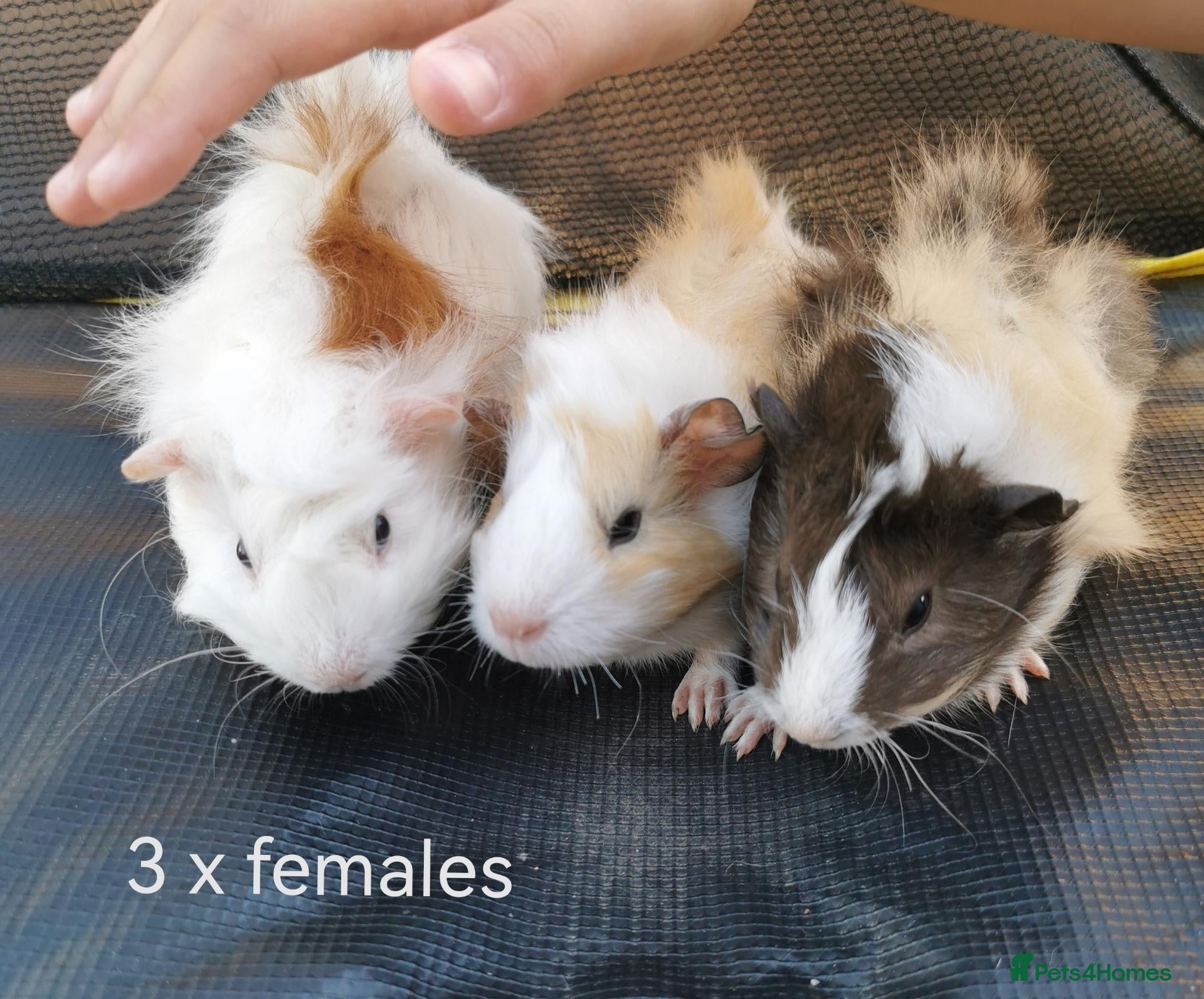 Guinea Pig rodents Baby Guinea Pigs Ready now - Advert 4
