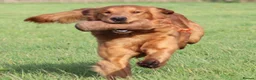 Golden Retriever dogs for sale: KC reg Dark Golden Retriever Pups - Advert 7