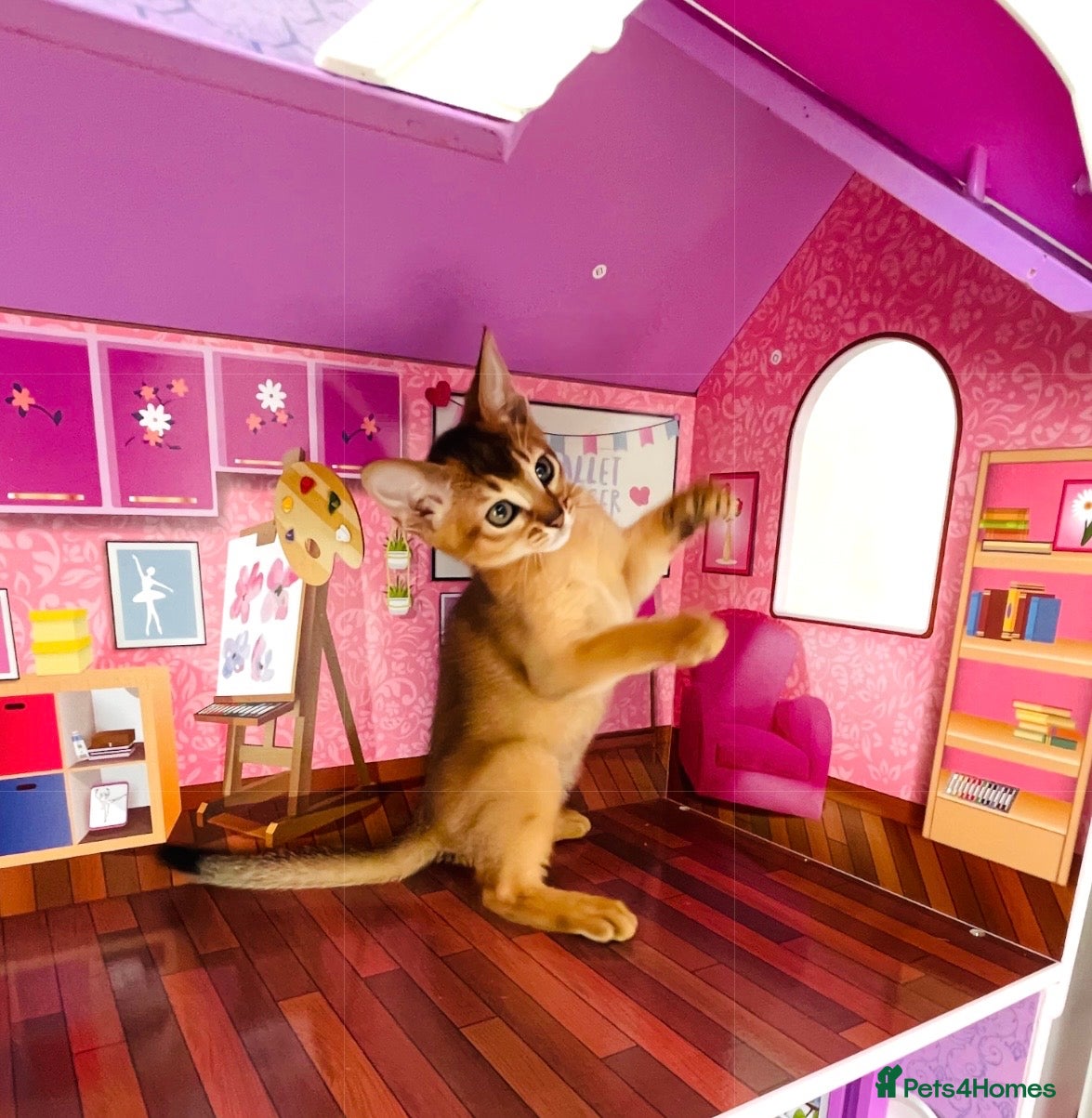 Abyssinian cats 12 Weeks Female 🏆🥇🏵️Top Quality Champion ln  - Advert 12