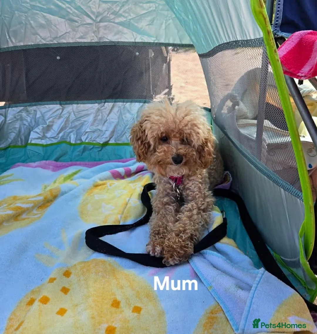 Poochon dogs for sale:  Gorgeous poochon boy puppy - Advert 2