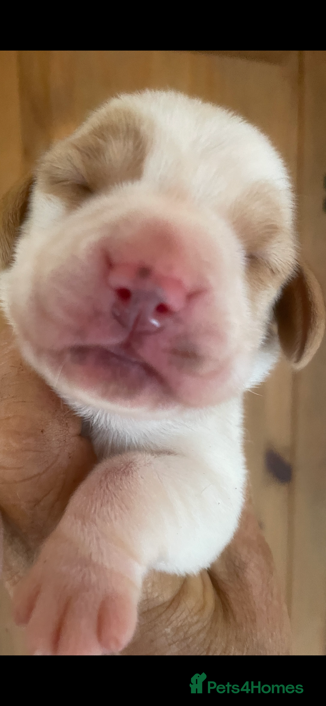 Beagle dogs for sale: Beautiful beagle boys kc reg ready 19 sept  - Image 15