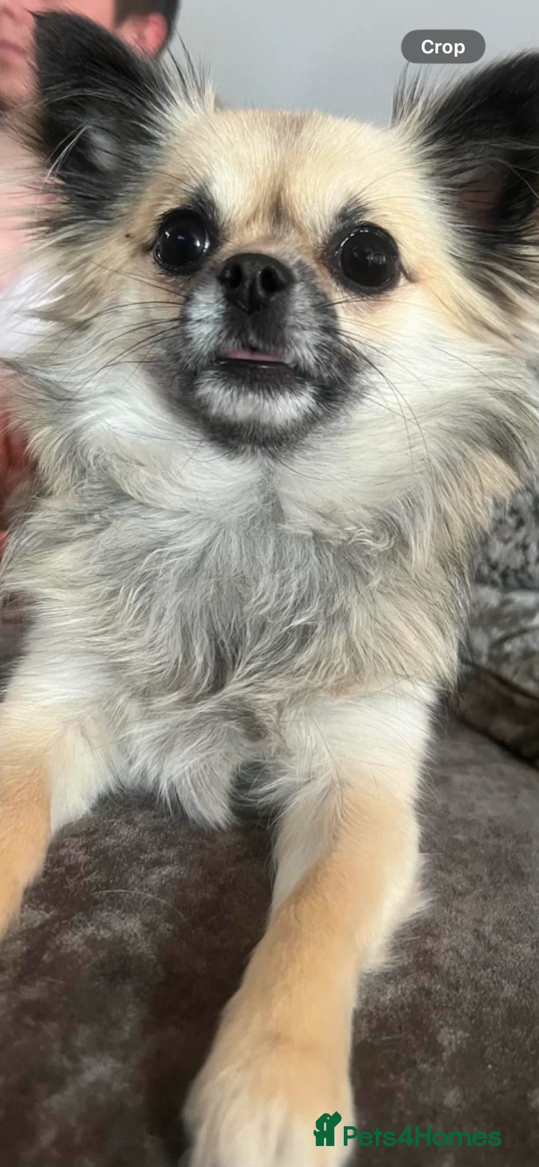 Chihuahua dogs for sale: Female Chihuahua  - Advert 3