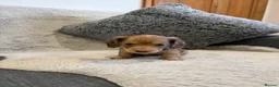 Dachshund dogs for sale: Long-haired miniature daschund pups for sale  - Advert 5