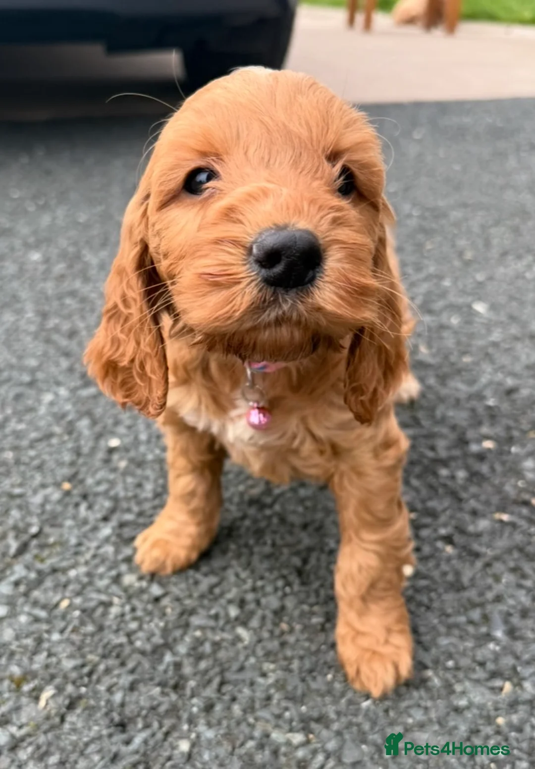 Cockapoo dogs for sale: Stunning Cockapoo Puppies  - Advert 1