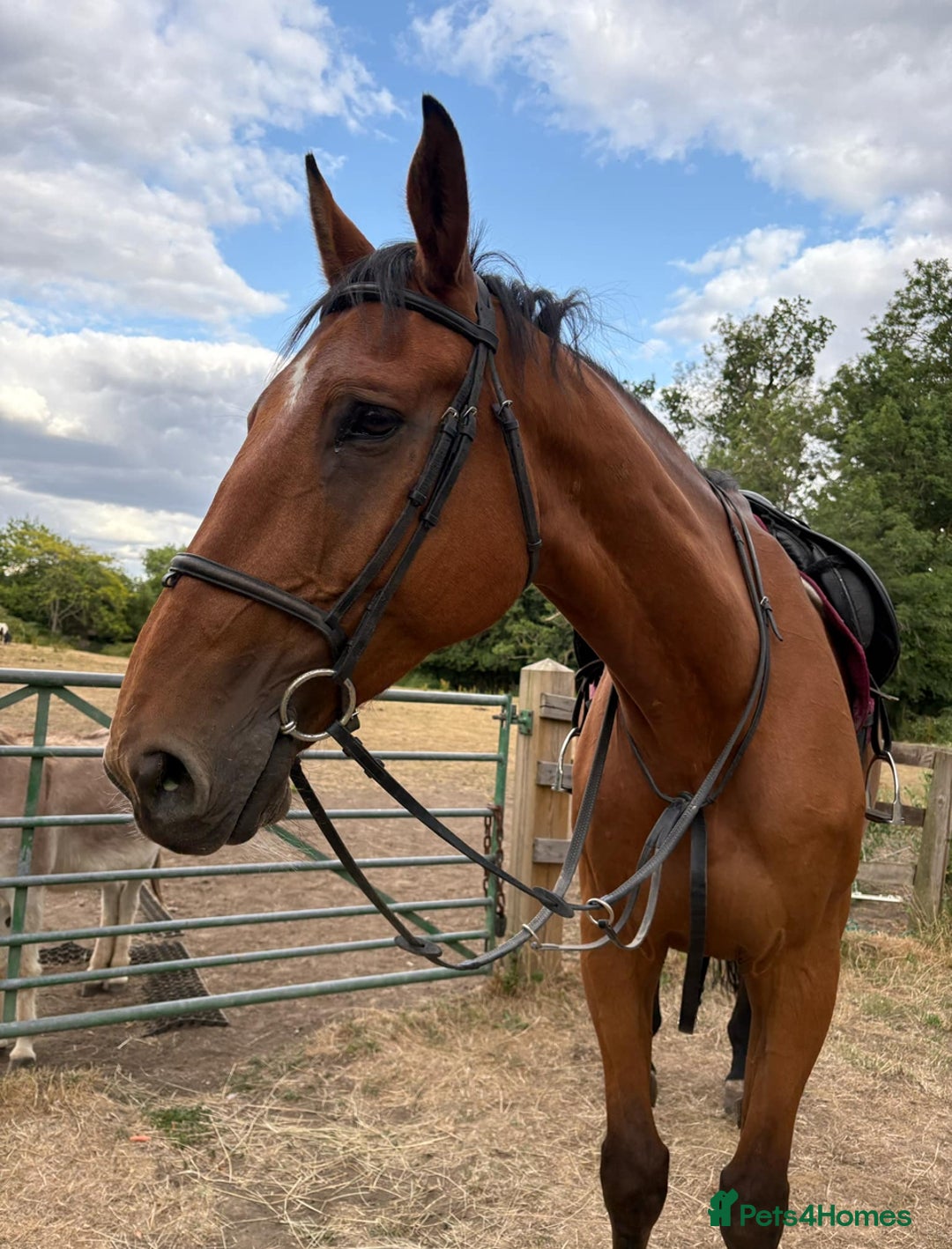 KWPN horses for sale: 17 hand bay kpwn x Irish sport horse  - Image 2