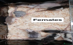Rat rodents for sale: Baby Dumbo Rat's Males & Females - Image 8
