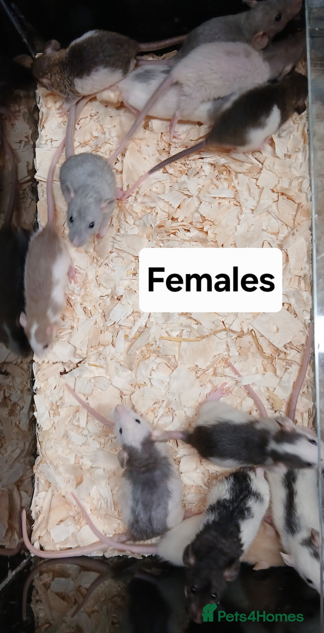 Rat rodents for sale: Baby Dumbo Rat's Males & Females - Image 8