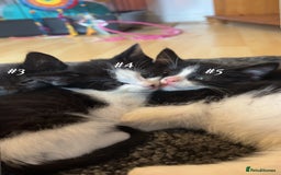 Mixed Breed cats for sale: Cuddly and playful kittens  - Image 1