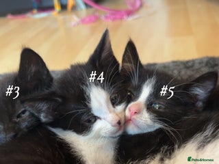 Mixed Breed cats Cuddly and playful kittens - Advert 18