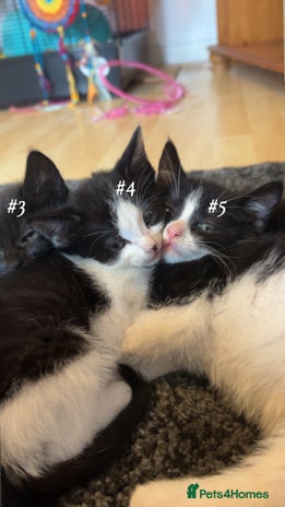 Mixed Breed cats - Advert 1