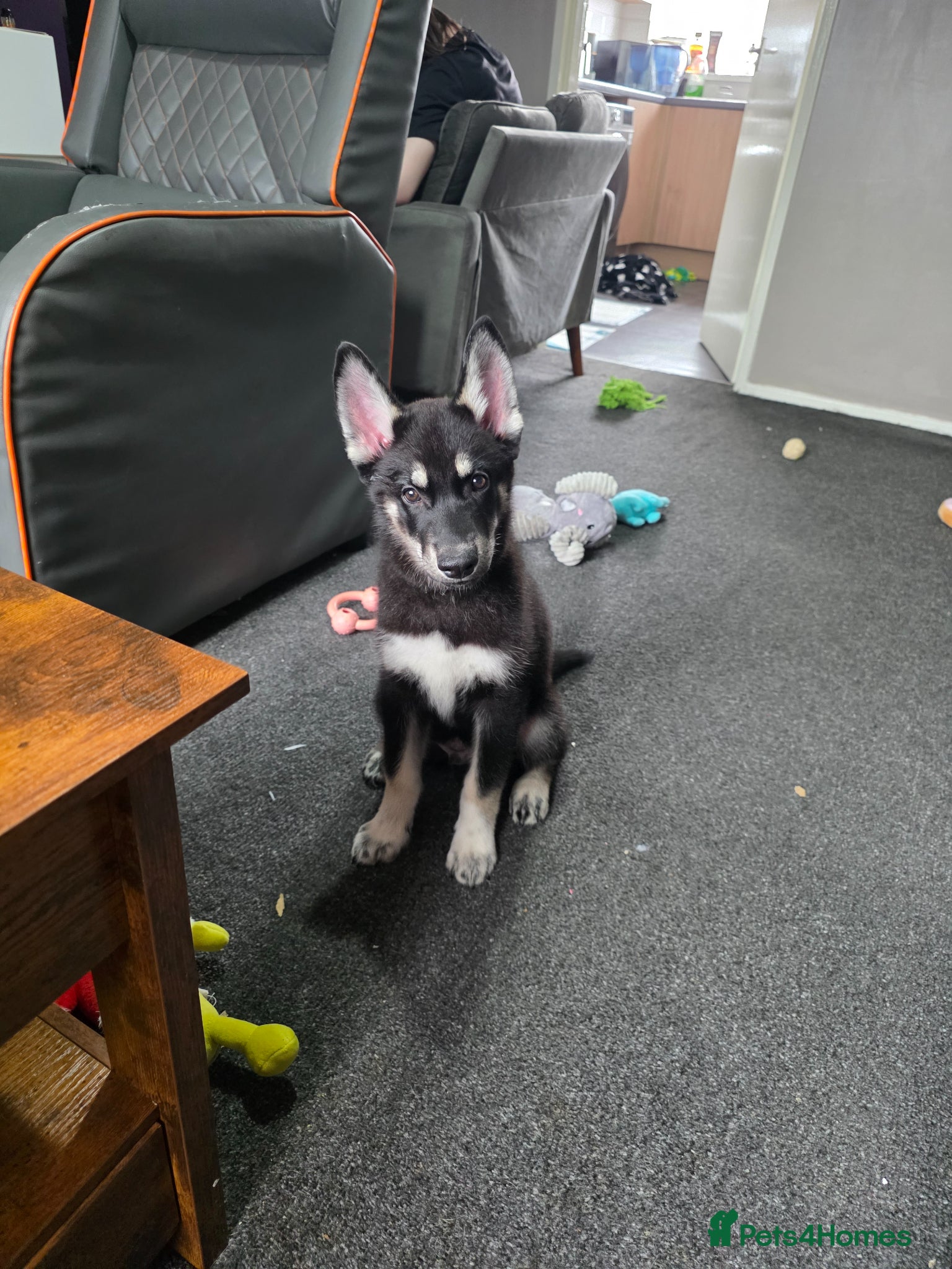 Shepsky dogs 1 male puppy  - Advert 1