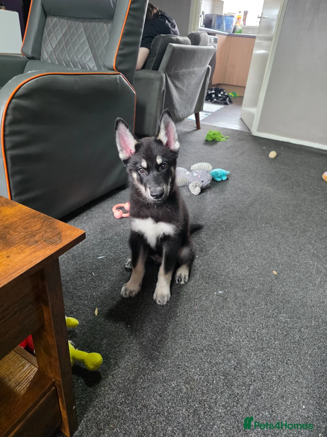 Shepsky dogs for sale: 1 male puppy  - Advert 1