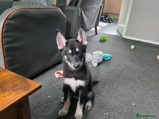 Shepsky dogs 1 male puppy - Advert 1