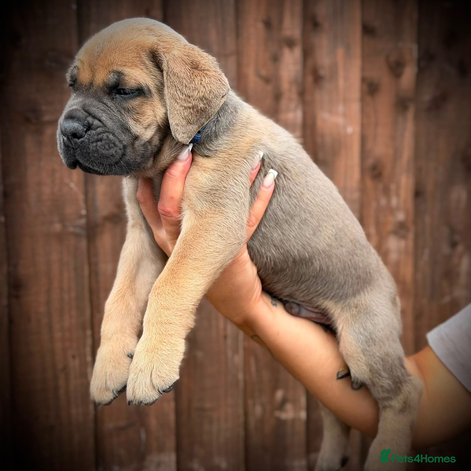Cane Corso dogs 🐾 Balestra Magica Corso – Litter “K” 🐾 - Advert 1