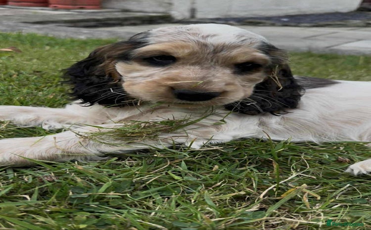 Cocker Spaniel dogs - Advert 2