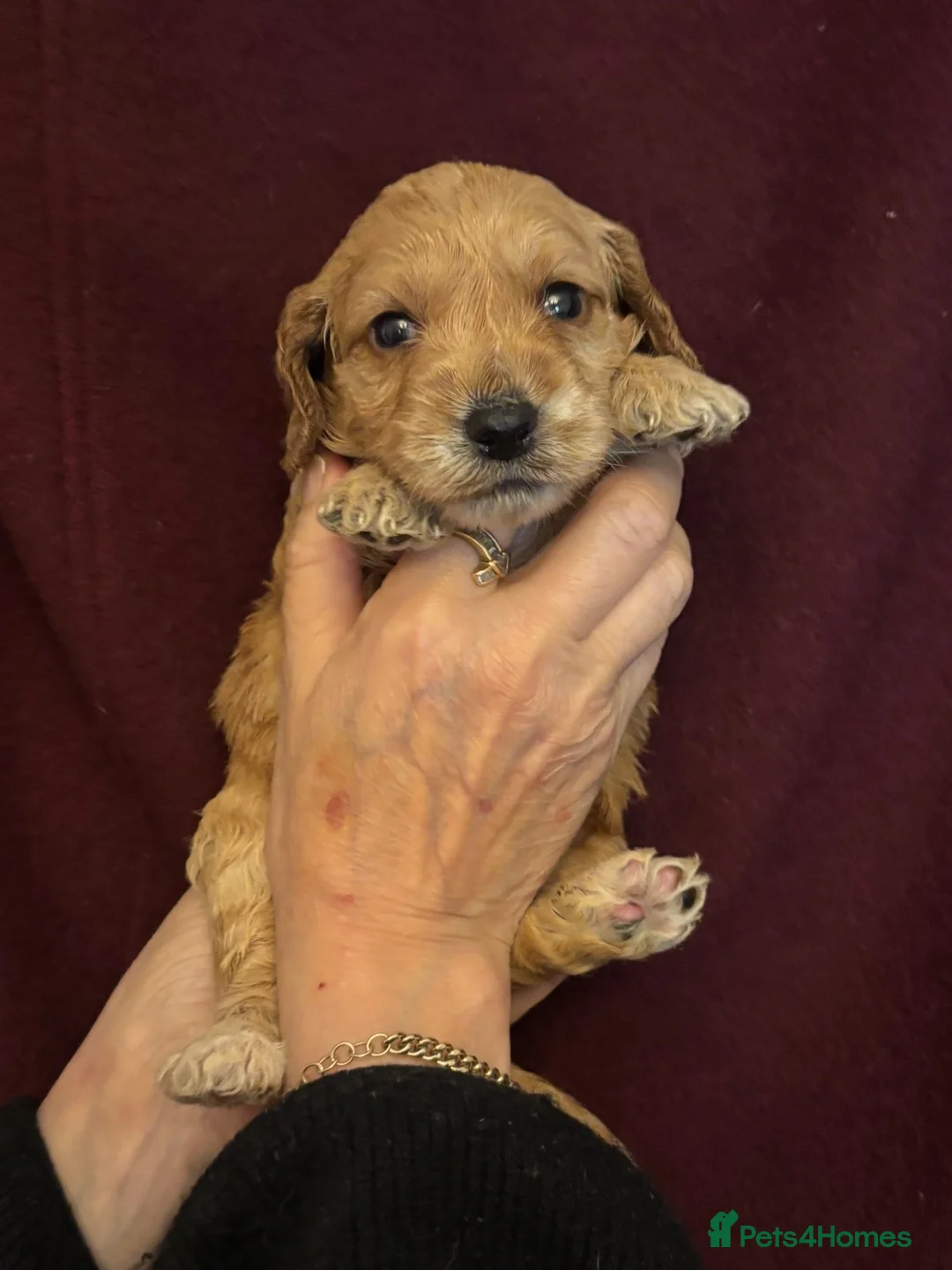 Cockapoo dogs for sale: F1 Cockapoo Puppies - Advert 2