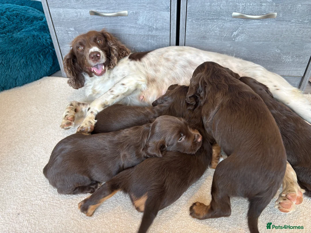 Sprocker dogs for sale: Fully Health Tested F1 Sprocker Spaniels - Advert 10