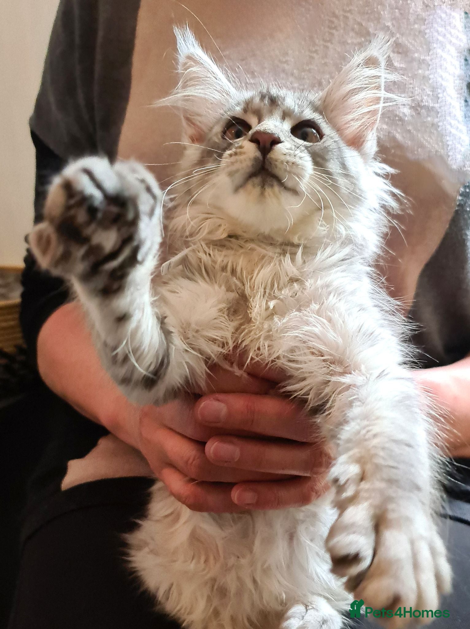 Maine Coon cats Stunning Maine Coon Kittens Ready - Advert 1