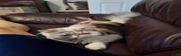 Persian cats for sale:  silver tortie tabby, white female spayed .  - Advert 6