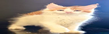 Maine Coon 5