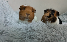 Guinea Pig rodents for sale: Pair of 5 year old sows looking for a new home. - Image 2