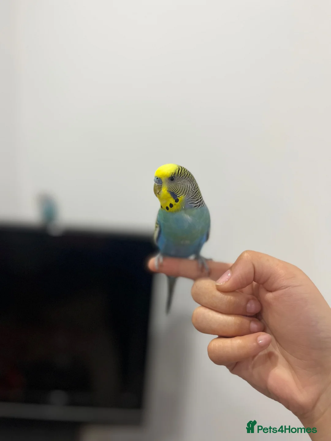 Budgerigars birds for sale: Budgies for sale in Wednesbury - Advert 1
