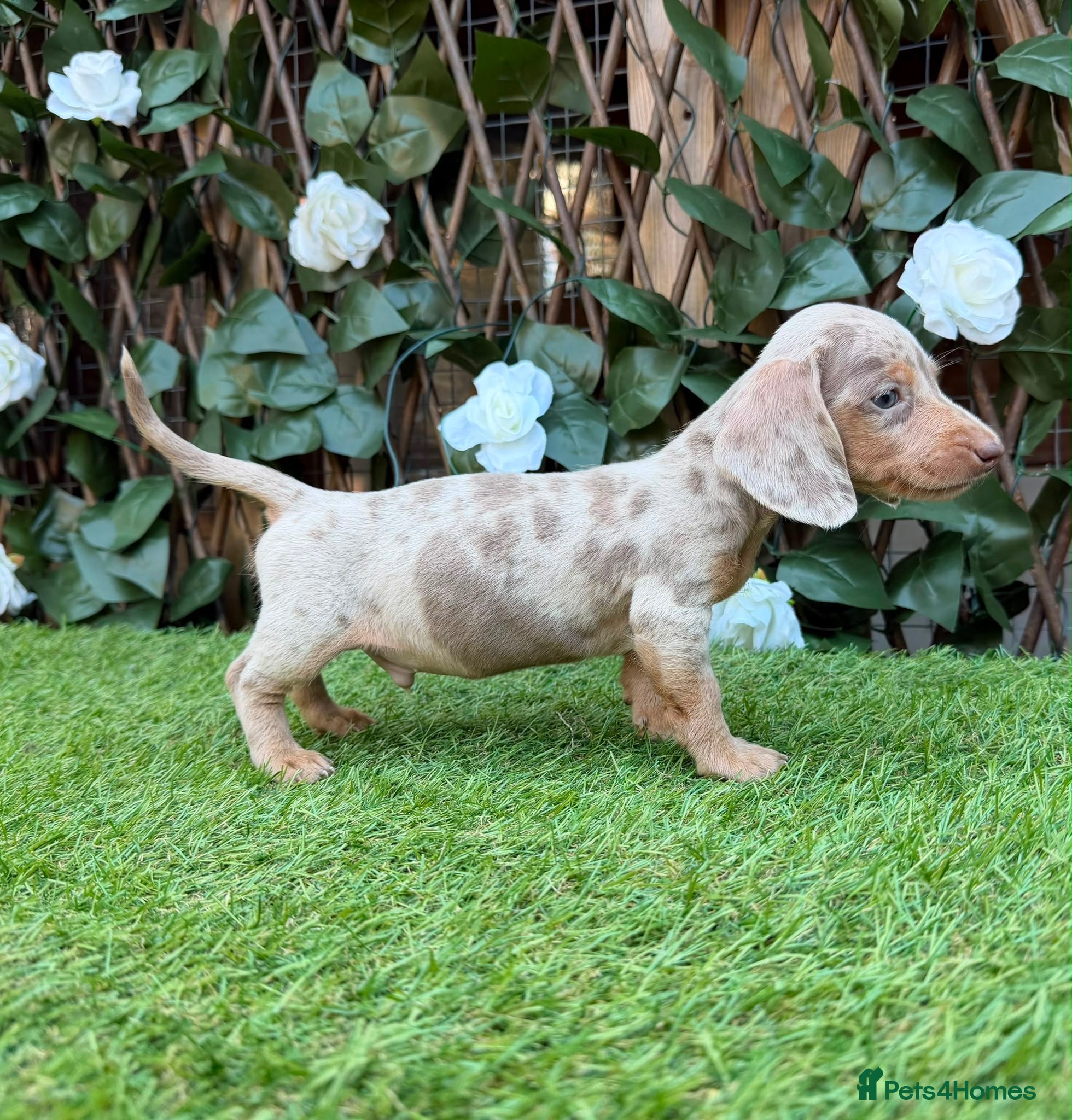 Miniature Dachshund dogs BEAUTIFUL TINY MINIATURE DASCHUNDS DAPPLE  - Advert 2