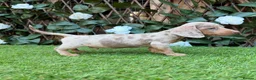 Miniature Dachshund dogs for sale: BEAUTIFUL TINY MINIATURE DASCHUNDS DAPPLE  - Advert 4