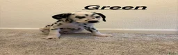 Dalmatian dogs for sale: 5 gen KC Dalmatians AVAILABLE NOW - Advert 25