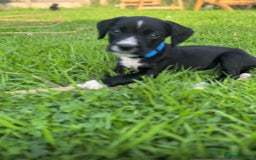Mixed Breed dogs for sale: Pattendales cross ready now 🩷 - Image 2