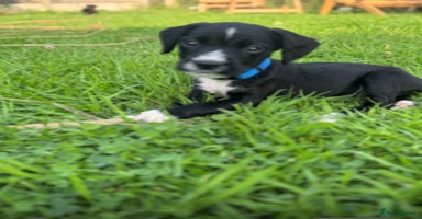 Mixed Breed dogs - Advert 15