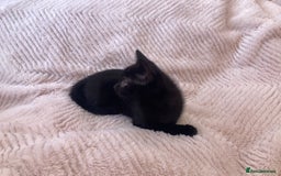 Domestic Shorthair cats for sale: Sweet Male Black Kitten - Ready to go! in Consett - Image 4