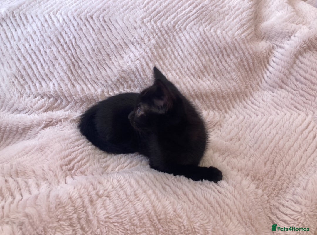 Domestic Shorthair cats for sale: Sweet Male Black Kitten - Ready to go! in Consett - Image 4